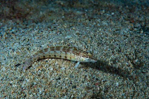 Keskinburun Sandperch Parapercis silindiri