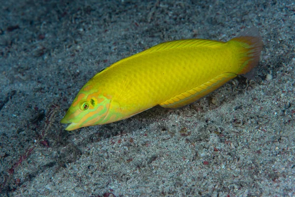 Kanarya Vızıltısı Halichoeres Chrysus