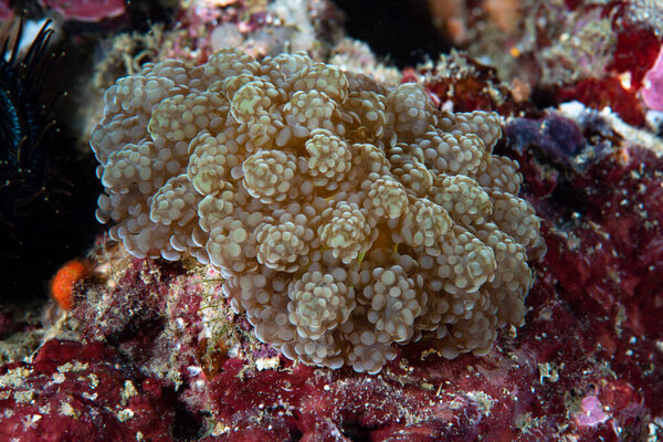 Sea Anemone Fimbriaphyllia yaeyamensis