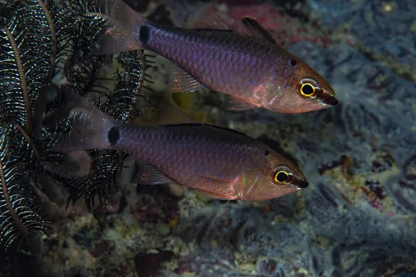 Benekli kardinalbalığı Ostorhinchus jenkinsi