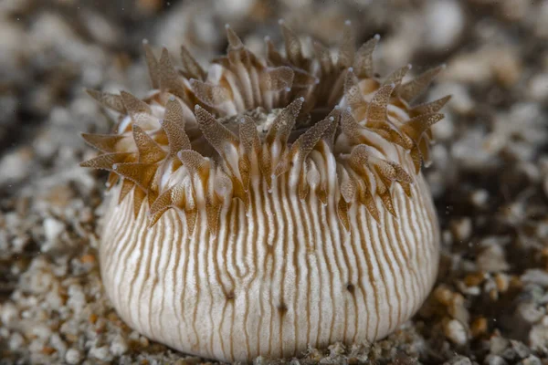 Solitary Coral Heterocyathus Aequicostatus — Stock Photo, Image