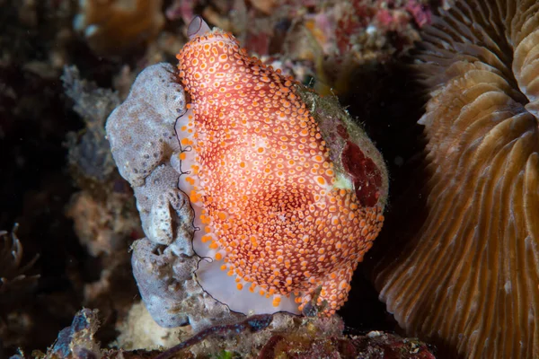 Cowry Ovula Costellata Filipinleri