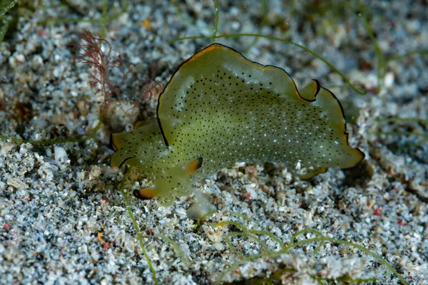 Deniz Sümüklüböceği Elysia marjinata