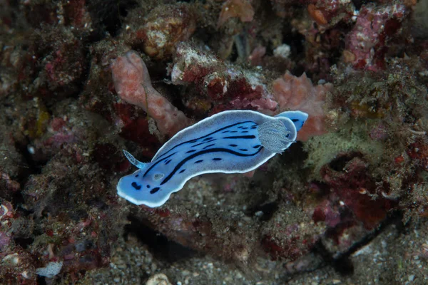 Willan 'ın Chromodoris Chromodoris willani' si.