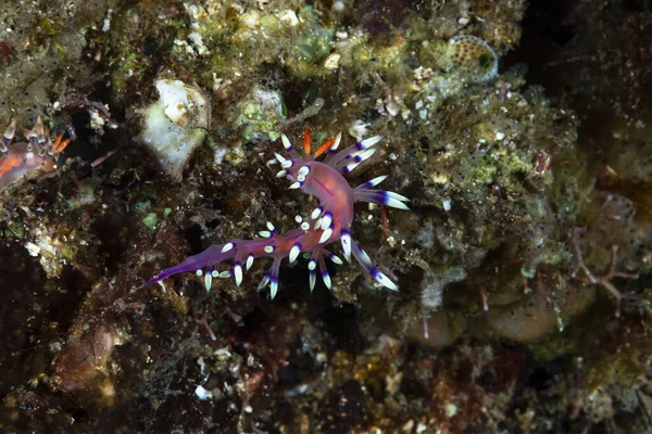 Arzu edilen Flabellina Coryphellina exoptata