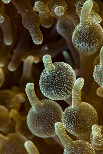 Kabarcık Denizi Anemone Entacmaea dört renkli