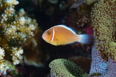 Pembe Anemonefish (Amphiprion perideraion), Cabilao Bohol Philipp