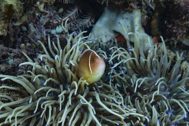 Pembe Anemonefish Amfiprion perideraion