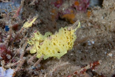 Sarı balık ağı Süngeri, Medas Adası