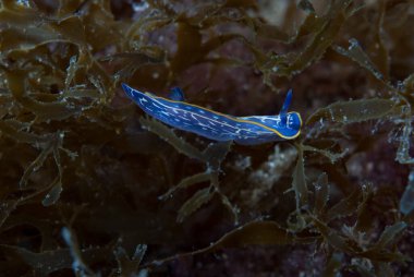 Hypselodoris Midatlantica Akdeniz Çıplaklık Şubesi