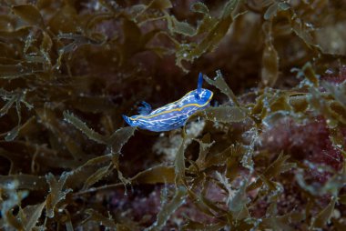 Hypselodoris Midatlantica Akdeniz Çıplaklık Şubesi