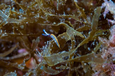 Deniz Sümüklüböceği Thuridilla hope