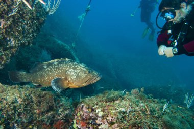 Dusky Grouper Epinephelus marginatus