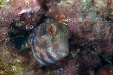 Ringneck Blenny Parablennius pilicornis