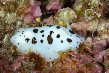 Discodoris atromaculata Akdeniz Çıplaklığı