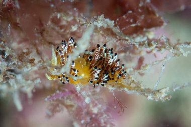 Trinchesia ocellata Akdeniz Çıplaklığı