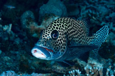 Çok Benekli Tatlı Dudak Plectorhinchus chaetodonoides, Tubbataha 