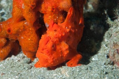 Boyalı kurbağa balığı Antennarius pictus