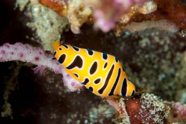 Yumurtalı Cowry Cuspivolva tigris