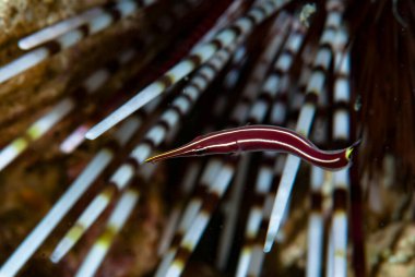 Long-Snout Clingfish Diademichthys lineatus clipart