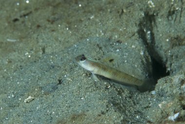 Sarı Biberli Karides Goby Vanderhorstia Sp7