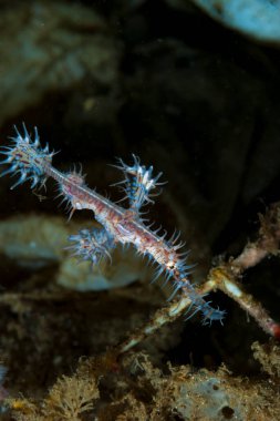 Süslü Hayalet Boru Balığı Solenostomus paradoksu