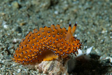 Janolus sp. 1 Çırılçıplak Ambon Endonezya