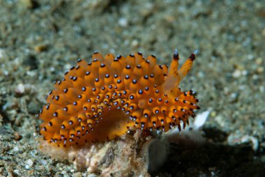 Janolus sp. 1 Çırılçıplak Ambon Endonezya