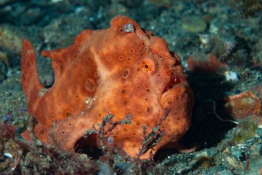 Boyalı kurbağa balığı Antennarius pictus