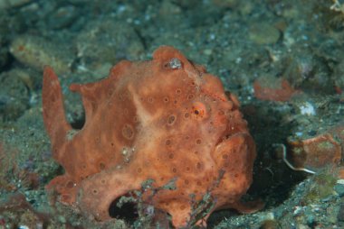 Boyalı kurbağa balığı Antennarius pictus