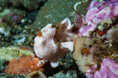 Boyalı kurbağa balığı Antennarius pictus