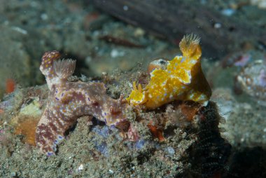 Ceratosoma trilobatum Çıplak Dallı Ambon Endonezya