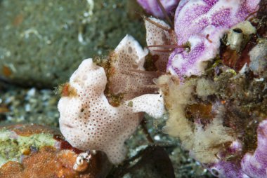 Ceratosoma trilobatum Çıplak Dallı Ambon Endonezya