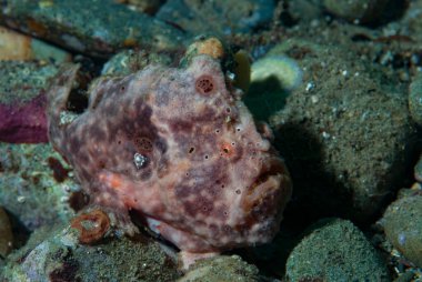 Ceratosoma trilobatum Çıplak Dallı Ambon Endonezya