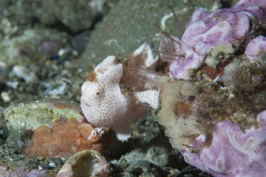 Ceratosoma trilobatum Çıplak Dallı Ambon Endonezya