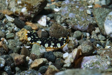 Parlak Yassı Kurt Pseudoceros scintillatus