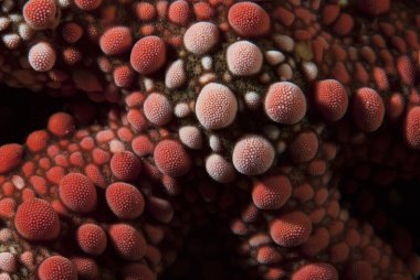 Goniobranchus hintuanensis çıplak Filipinler