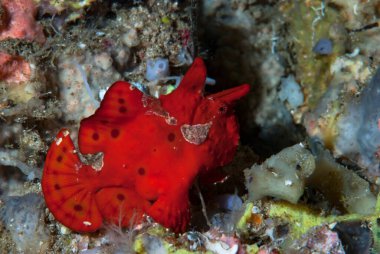 Goniobranchus hintuanensis çıplak Filipinler