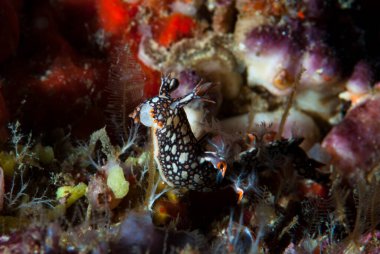 Goniobranchus hintuanensis çıplak Filipinler