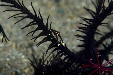 Goniobranchus hintuanensis çıplak Filipinler