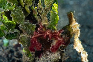 Orangutan yengeci Achaeus japonicus