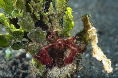 Orangutan yengeci Achaeus japonicus