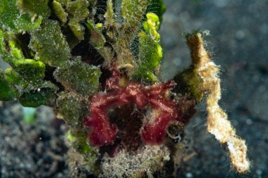 Orangutan yengeci Achaeus japonicus