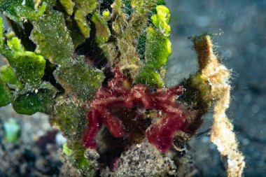 Goniobranchus hintuanensis çıplak Filipinler