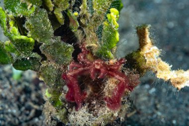 Orangutan yengeci Achaeus japonicus