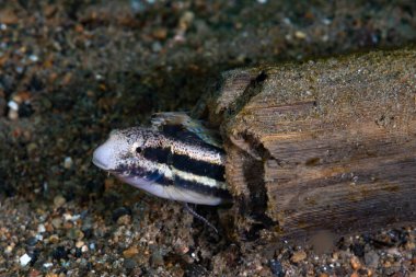 Goniobranchus hintuanensis çıplak Filipinler