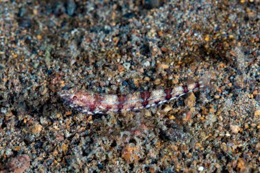 Resif kertenkelesi Synodus varyasyonu