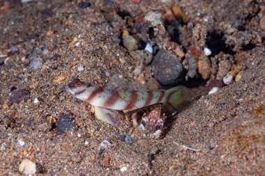 Çapraz Karides-Goby Amblyeleotris köşegeni