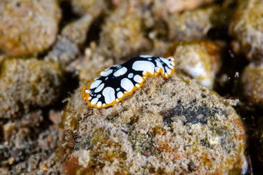 Goniobranchus hintuanensis çıplak Filipinler