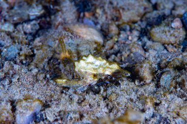  Ejderha deniz güvesi Eurypegasus draconi